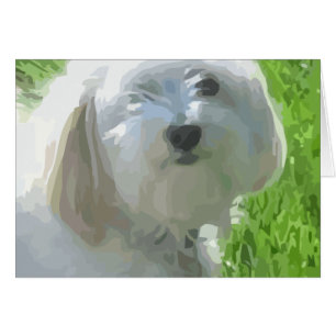Havanese