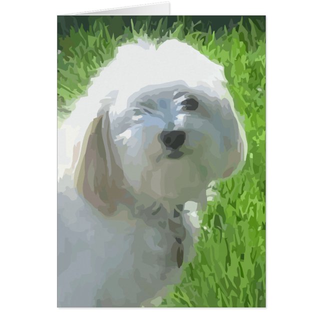 Havanese (Vorne)