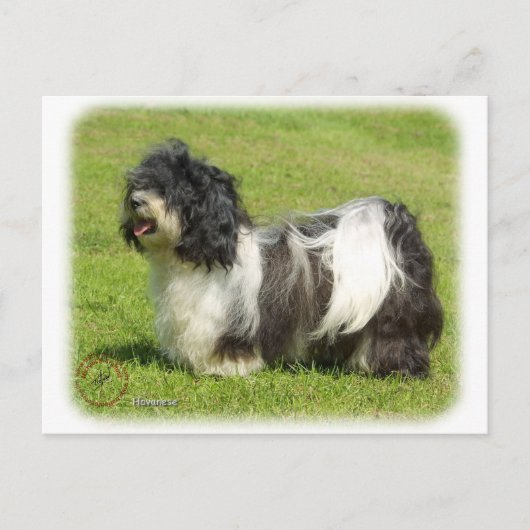 Havanese 8W098D-14 Postkarte (Vorderseite)