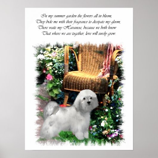 Havanese Art Print Poster (Vorne)