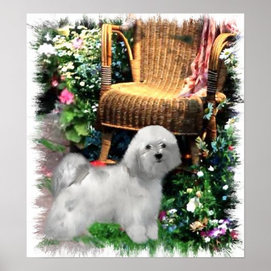 Havanese Art Print Poster (Vorne)