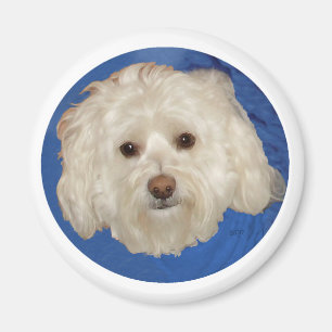 Havanese auf Blau Magnet