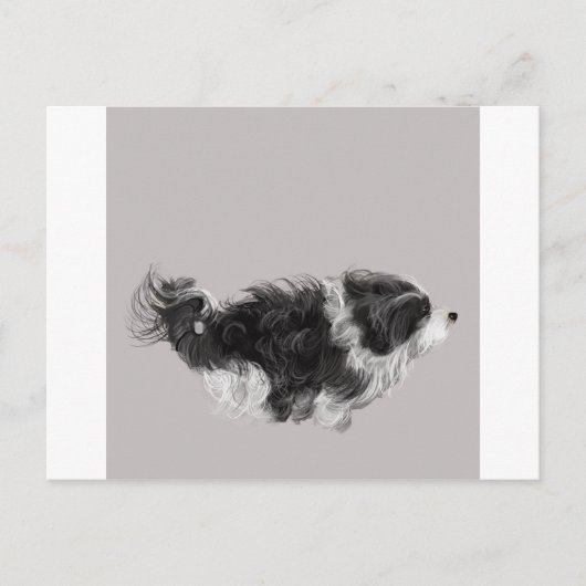 Havanese B&W Postkarte (Vorderseite)
