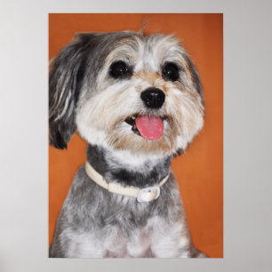 Havanese Dog Portrait Poster