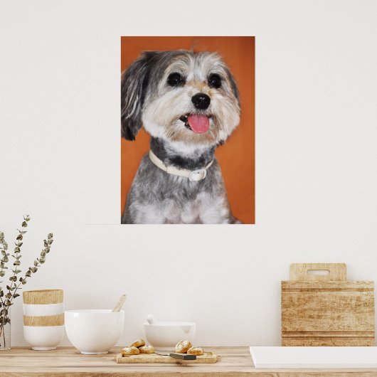 Havanese Dog Portrait Poster (Küche)