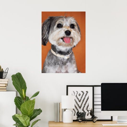 Havanese Dog Portrait Poster (Heimbüro)