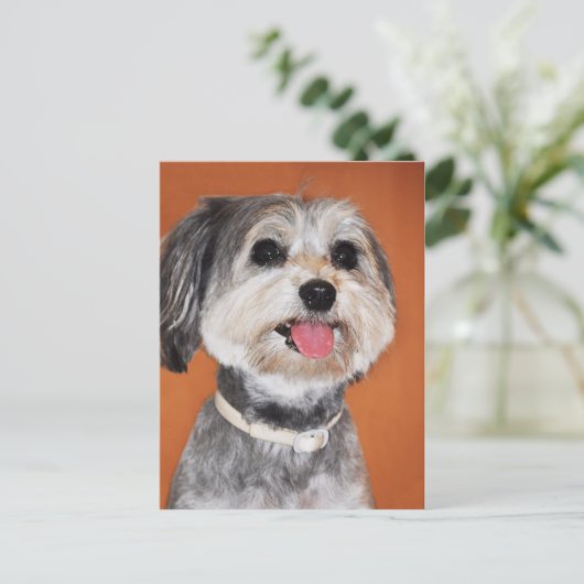 Havanese Dog Portrait Postkarte (Stehend Vorderseite)