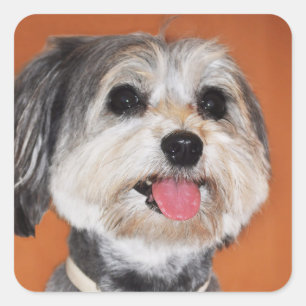 Havanese Dog Portrait Quadratischer Aufkleber