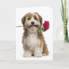 Havanese Dog Valentine Karte