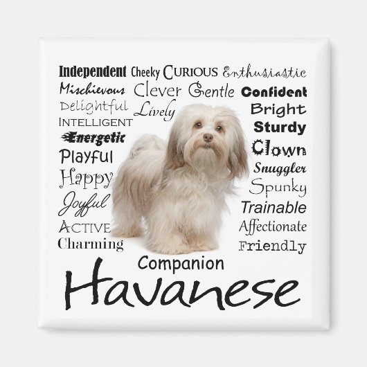 Havanese-Eigenschaften Magnet (Vorne)