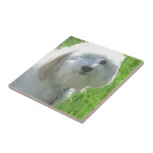 Havanese Fliese (Seite)