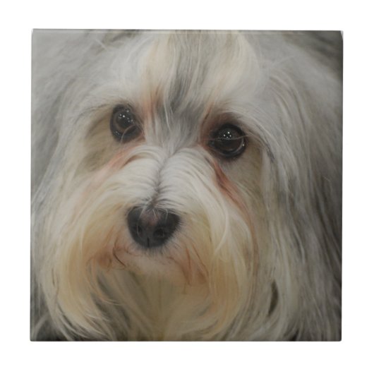 Havanese Fliese (Vorderseite)