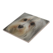 Havanese Fliese (Seite)