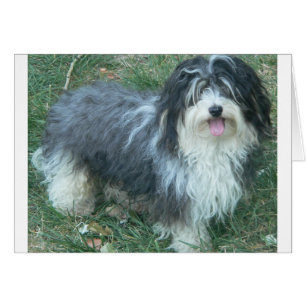 havanese full.png