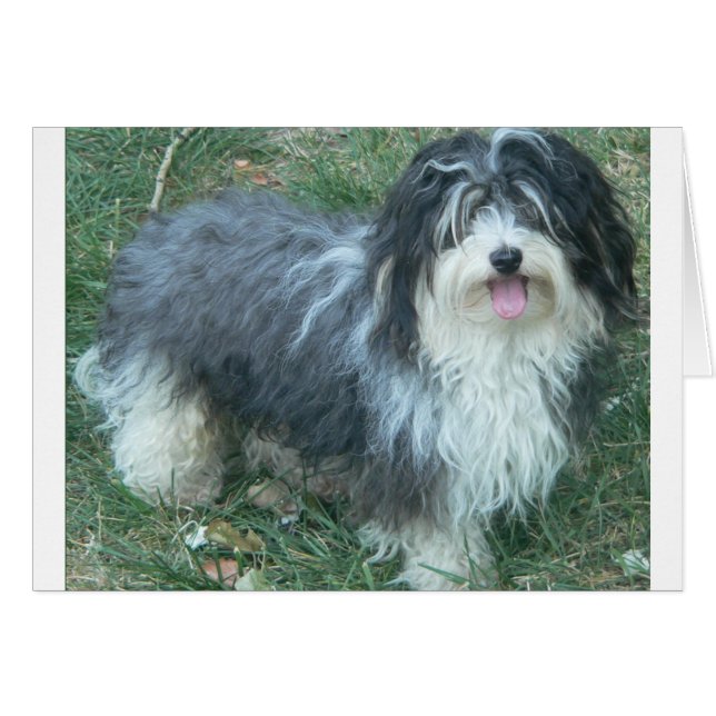 havanese full.png (Vorderseite (Horizontal))