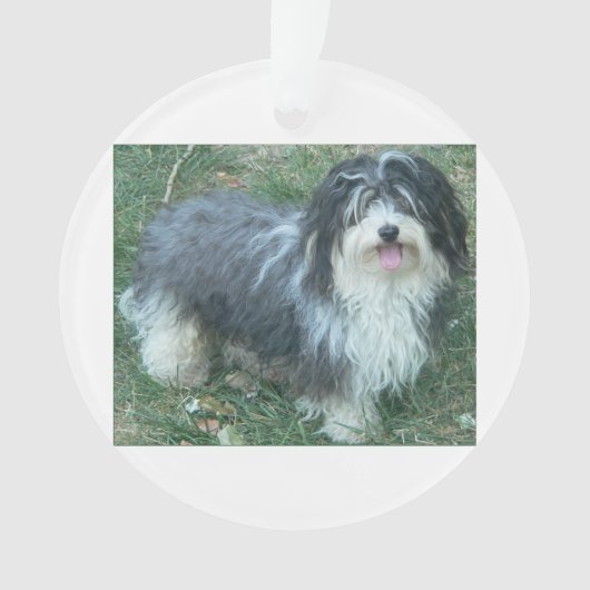 havanese full.png ornament (Vorderseite)