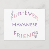 Havanese Furever Postkarte (Vorderseite)
