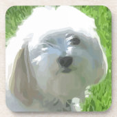 Havanese Getränkeuntersetzer (Vorderseite)
