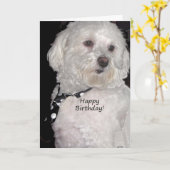 Havanese Happy Birthday Karte (Gelbe Blume)