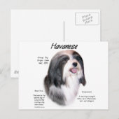 Havanese History Design Postkarte (Vorne/Hinten)