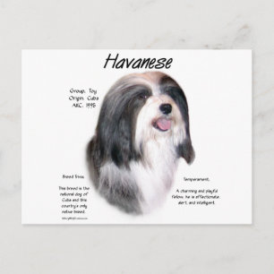 Havanese History Design Postkarte