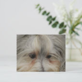 Havanese Hund Postkarte (Stehend Vorderseite)