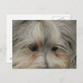 Havanese Hund Postkarte (Vorne/Hinten)