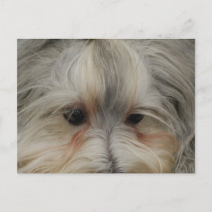 Havanese Hund Postkarte