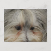 Havanese Hund Postkarte (Vorderseite)