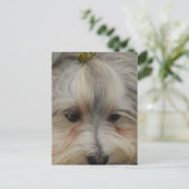 Havanese Hund Postkarte (Stehend Vorderseite)