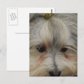 Havanese Hund Postkarte (Vorne/Hinten)