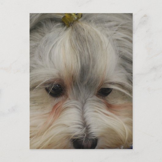 Havanese Hund Postkarte (Vorderseite)
