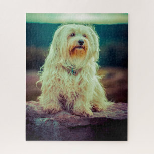 Havanese Hund. Puzzle