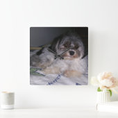 Havanese Hund, quadratische Wanduhr (Zuhause)