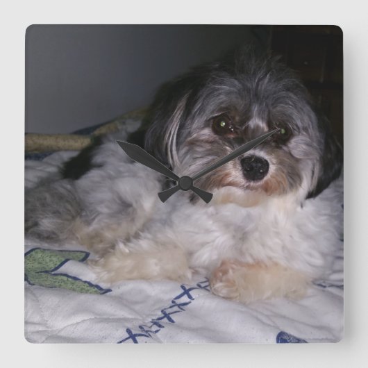 Havanese Hund, quadratische Wanduhr (Vorderseite)
