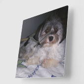 Havanese Hund, quadratische Wanduhr (Winkel)