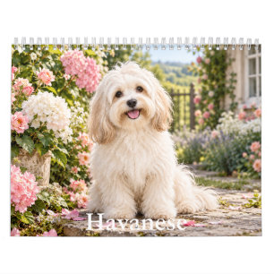 Havanese Hundekalender Kalender