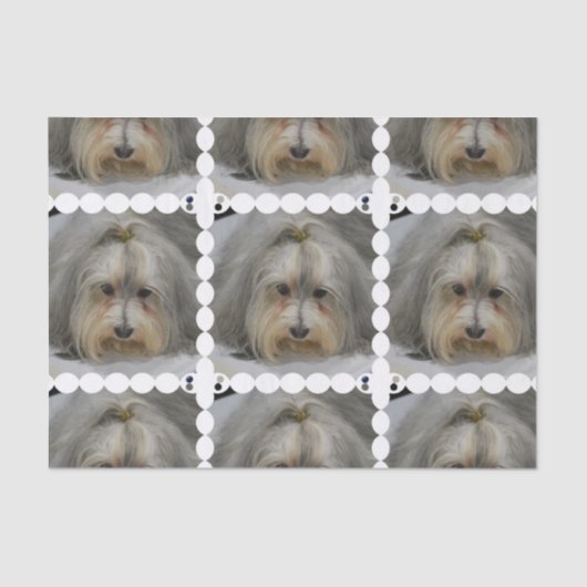 Havanese Hundezucht Seidenpapier (Vorderseite)