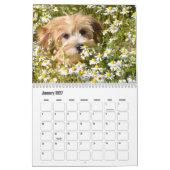 Havanese Kalender (Jan 2027)
