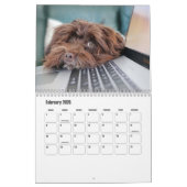 Havanese Kalender (Feb 2026)