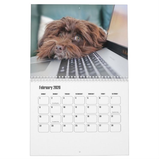 Havanese Kalender (Feb 2026)