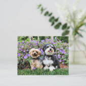 Havanese - Lola & Yorkie - Molly Postkarte (Stehend Vorderseite)