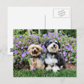 Havanese - Lola & Yorkie - Molly Postkarte (Vorne/Hinten)
