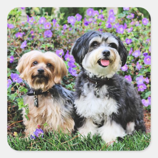 Havanese - Lola & Yorkie - Molly Quadratischer Aufkleber (Vorderseite)