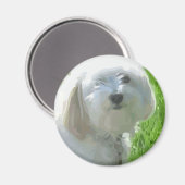 Havanese Magnet (Vorderseite/Rückseite)