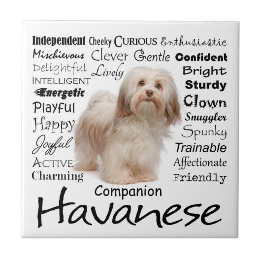 Havanese Merkmal-Keramik-Fliese Fliese (Vorderseite)