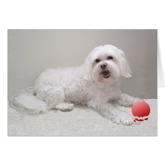 Havanese mit Ornament (Vorderseite (Horizontal))