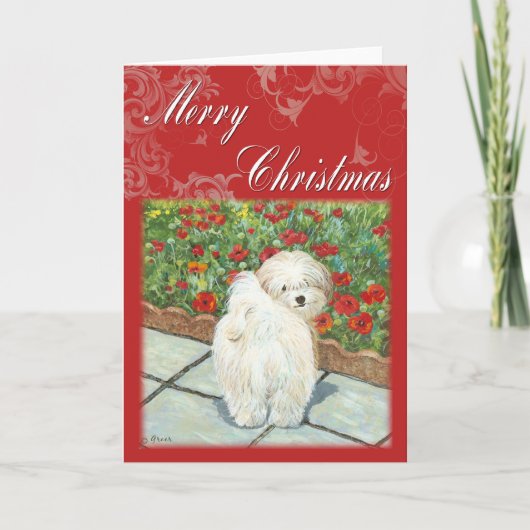Havanese Mohn Weihnachtsgeschenke und Karten (Vorderseite)