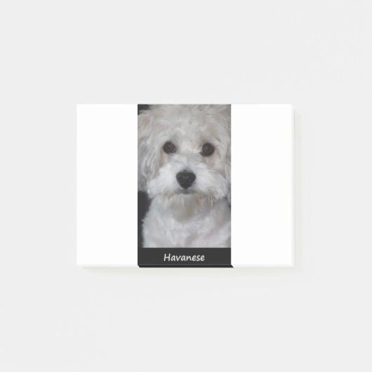 Havanese Post-it Klebezettel (Vorderseite)