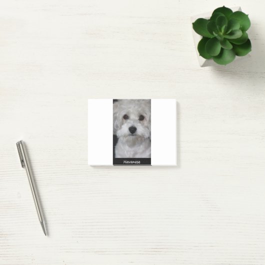Havanese Post-it Klebezettel (Büro)